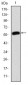 JUP Antibody